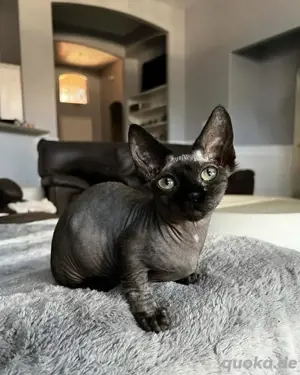Seltenes schwarzes Sphynx-Kätzchen zu verkaufen