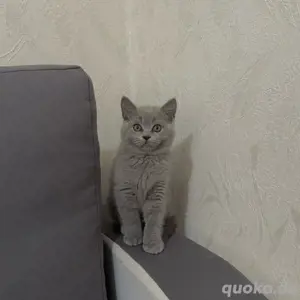 BKH Katze kitten männlich