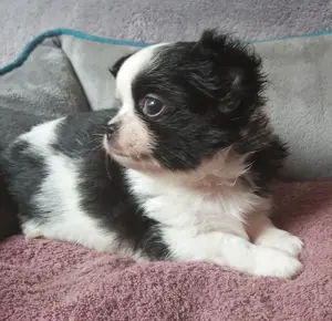 Chihuahuawelpen (Rüde Hündin) suchen neues Personal! 