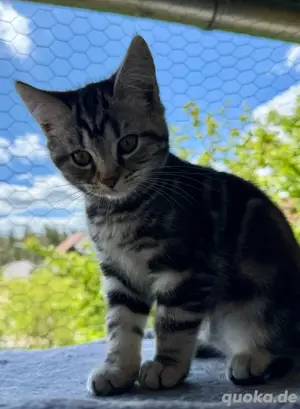 Kitten Kater zu vermitteln