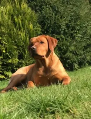Wurfanzeige foxred Labrador