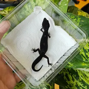 Pure Black Night Leopardgecko