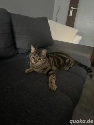 Bengal katze zu verkaufen
