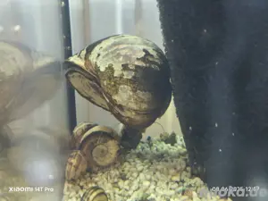 3 Pila Celebensis und Black Kongo allinc.