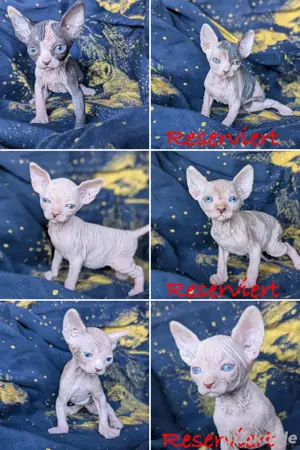 Traumhafte Sphynx Kitten