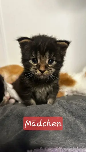 Maine Coon Kitten
