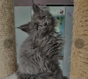 Reinrassige maine coon mit Stammbaum zu vermitteln  Bild 11