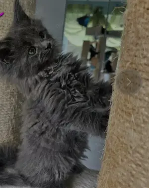 Reinrassige maine coon mit Stammbaum zu vermitteln  Bild 10