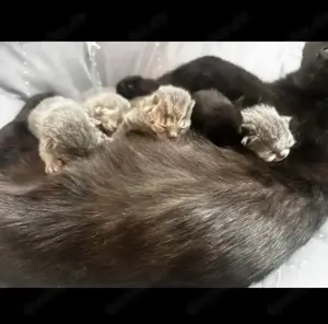 BKH Kitten Kätzchen 