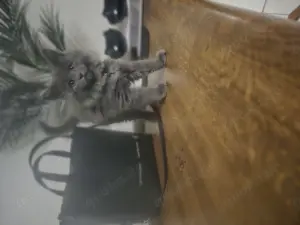 Reinrassige maine coon mit Stammbaum zu vermitteln  Bild 9