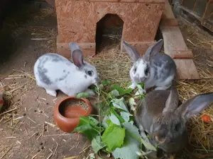 Stallkaninchen männlich und weiblich