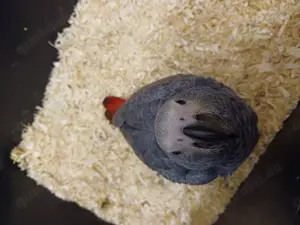 Graupapagei 