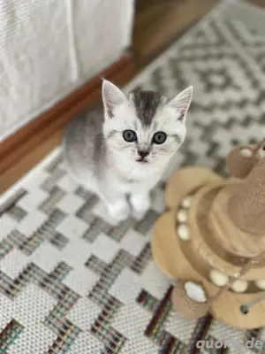 BKH Kitten