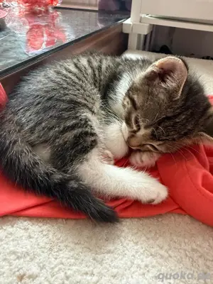 baby kitten 