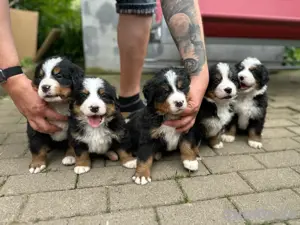 Berner Sennhund welpen 