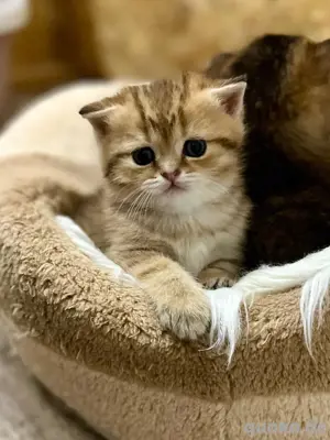 BKH Süsser Kitten