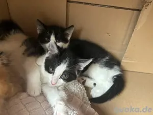 Baby Kätzchen 