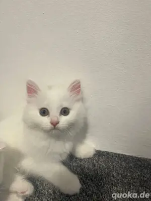 katzenbaby