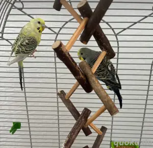 2 Wellensittiche mit Käfig 