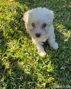 Sanfte Riesen warten maltipoo Kontakt über WhatsApp= 4  9  15213434302 