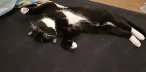 Kater zu verschenken   dringend!