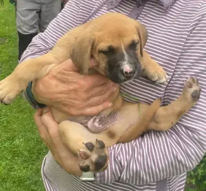 Dänische Doggen   malinois Welpen 