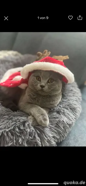 katze Hauskatze