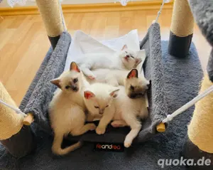 Siam Kitten Blue Point 1 Monat zu verkaufen