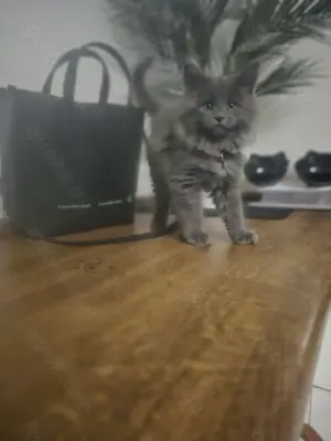 Reinrassige maine coon mit Stammbaum zu vermitteln  Bild 4