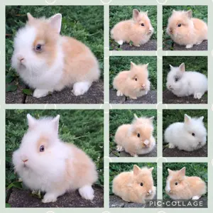 Löwenköpfchen MM Babys Löwenzwerg Farbenzwerg Zwergkaninchen Kaninchen Hase