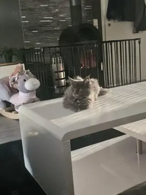 Reinrassige maine coon mit Stammbaum zu vermitteln  Bild 7