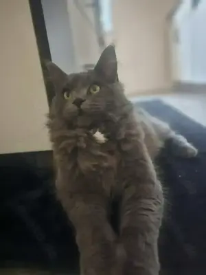 Reinrassige maine coon mit Stammbaum zu vermitteln 