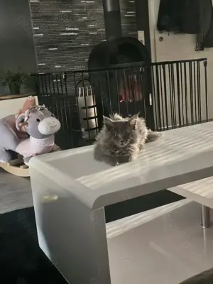 Reinrassige maine coon mit Stammbaum zu vermitteln  Bild 5