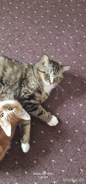 Kater 9 Monate alt sucht neues zuhause 