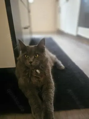 Reinrassige maine coon mit Stammbaum zu vermitteln  Bild 3