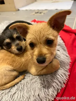 Pinscher-Malteser Mischling Welpen