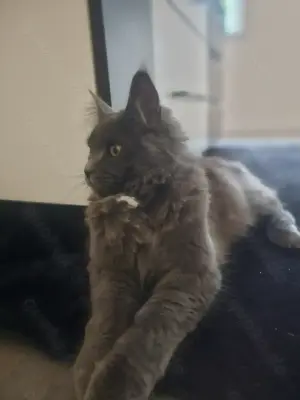 Reinrassige maine coon mit Stammbaum zu vermitteln  Bild 2