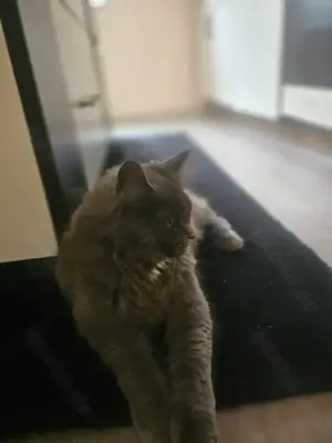 Reinrassige maine coon mit Stammbaum zu vermitteln  Bild 8