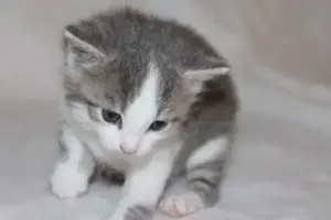 Baby Katzen abzugeben 