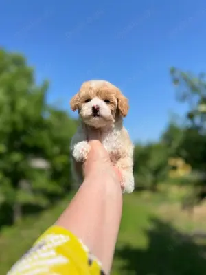 Reinrassig Maltipoo Welpen 