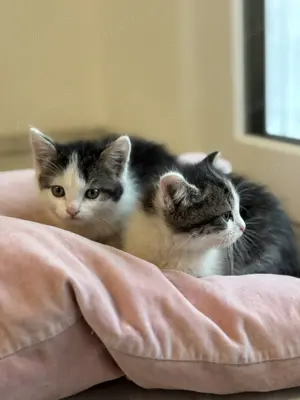 EKH Kitten *23.03.2025 2 Jungs