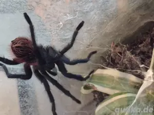vogelspinne 