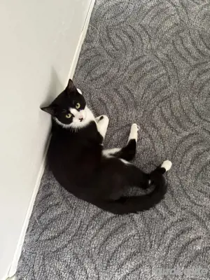 katze 8 montae