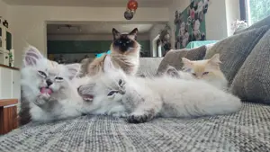 Wunderschöne Neva Masquarade Kitten abzugeben