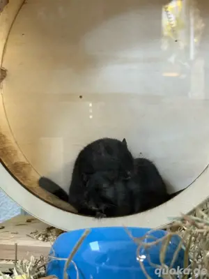 Wüstenrennmäuse Brüder