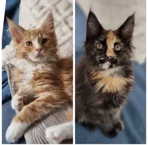 Maine Coon 12 Wochen