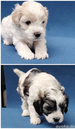 Maltipoo Welpen 