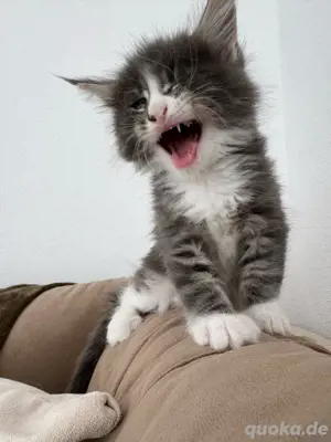 Maine Coon Kitten Reinrassig!!!