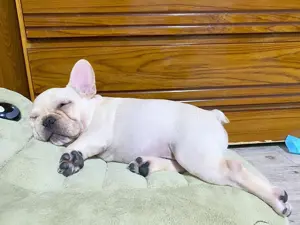 Französische Bulldoggen Welpen