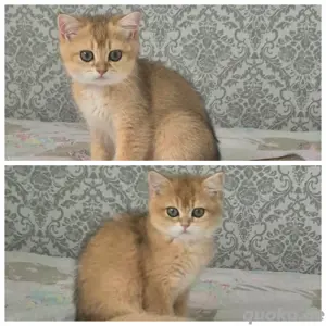 BKH Kitten 